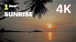 1 HOUR Calm Ocean Waves Sounds   Tropical Beach Sunrise 4K Video