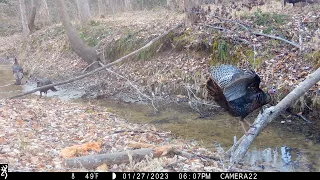 Turkeys, bobcat, buck, raccoons, skunk, fox, owl and deer watching each other, & more.