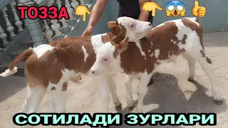 СОТИЛАДИ ТОЗЗА СИИМЕНТАЛ БУЗОКЛАР ☎️+998 94 703 40 04 SOTILADIGON SIMMENTAL BUZOQLAR 12 июня 2023 г.