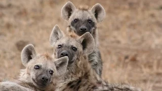 How does a laughing hyena sound? Real laughing hyenas beg for lunch!