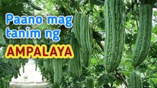 Pagtatanim ng AMPALAYA Step by Step