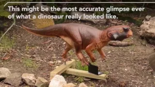 What Dinosaurs Really Looked Like