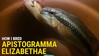 How I Bred Apistogramma Elizabethae at Home