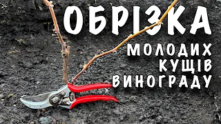 ОБРІЗКА МОЛОДИХ КУЩІВ ВИНОГРАДУ 1 ТА 2 РОКІВ ВЕГЕТАЦІЇ. ОБРІЗКА НА УРОЖАЙ ТА ЗВОРОТНІЙ РІСТ