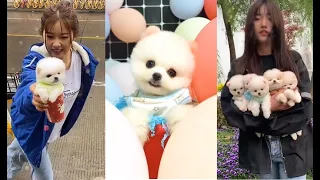 Tik Tok Chó Phốc Sóc Mini | Funny and Cute Pomeranian Videos #39