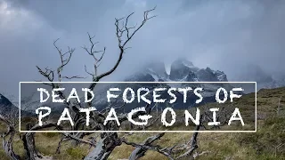 Photographing the Dead Forests of Patagonia