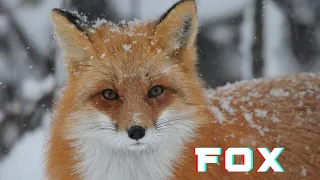 "Fox Facts: Unlocking the Enigma of these Mysterious Creatures 🌟"