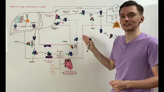Эндогенный путь транспорта липидов - метаболизм ЛПОНП, ЛППП и ЛПНП