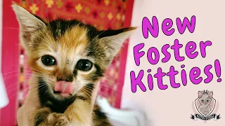 Baby Kittens Galore! 😻 ADORABLE Newbies at Kitten School