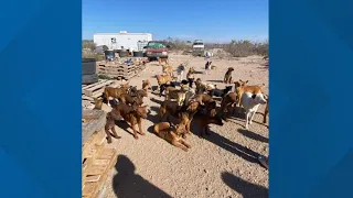 West Texas rescues work together to save 100+ dogs from hoarding situation