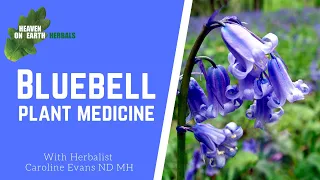 Bluebell, her beauty, her magic and her medicine @CarolineEvansHerbalist