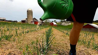 Fertilizing Garlic In A Very UNIQUE Way!