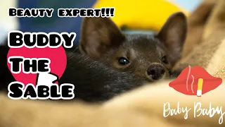 Бадди соболь - Бьюти - эксперт ! Buddy the sable is a beauty blogger!