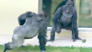 Son gorilla overwhelmed by the power of the silverback｜Shabani Group