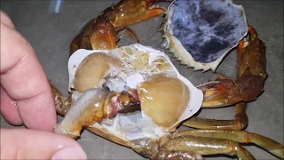 Incomplete molting of soft shell crabs in a Vertical Mud Crab Farming System
