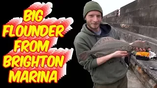 Huge flatfish from Brighton Marina - vlog 3