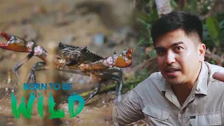 Mud crabs fighting over food | Born to be Wild