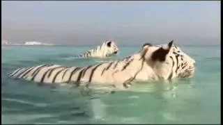 Dubai White Tiger Swimming Near to Al Burj Arab Hotel | Natural Habitat