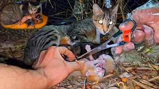 Mother cat calls for help, the newborn kittens crying. ( Rescue Story )