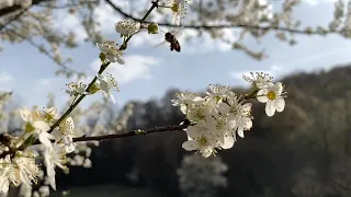 Spring in Romania 2020