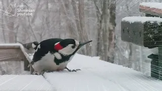 Great-spotted Woodpecker vs. Automatic Feeder with Stalled Dish!! 😆