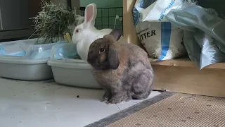 Bunny existential crisis