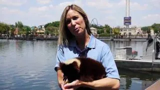 Dr. Mireya Mayor discusses the new Nat Geo Wild channel at SeaWorld Orlando