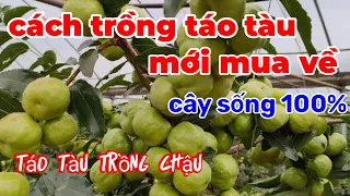 cách trồng cây táo tàu mới mua.