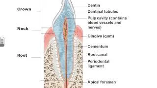 A&PII Chapter 23 Digestive system lecture part 1