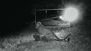 Leopards mate at night in front of a mirror set up in the Gabon jungle R.I.P. Headphone Users