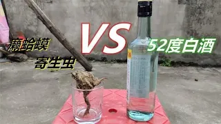 癞蛤蟆用52度白酒浸泡后，杯子里出现很多寄生虫，这种方法真有效