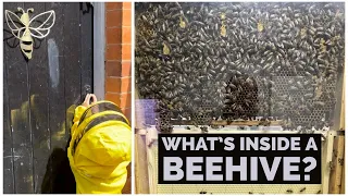 What You'd See If You Could Walk Into a Beehive | Backyard Shed Full of Bees