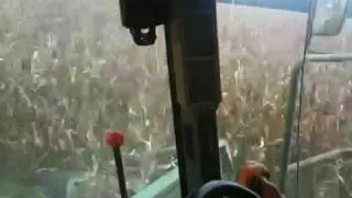 Spilling Corn