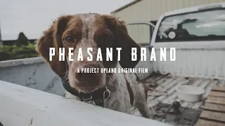 Pheasant Hunting with American Brittany's - Pheasant Brand - Dogtra E-Collars