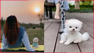 Tik Tok Chó Phốc Sóc Mini | Funny and Cute Pomeranian Videos #26