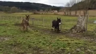 BOTTER, l'âne à 3 pattes du Refuge ADADA - 2