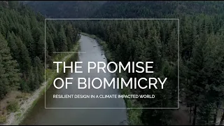 The Promise of Biomimicry