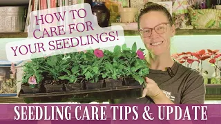 You Sprouted A Seed! Now What? 🌱 || Seedling Care Tips & Maintenance Plus A Seedling Update!