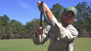 Quick Catch: Florida Backyard Wildlife Episode 1 - Southern Black Racer