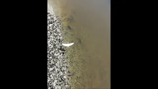 How to catch a white egret bird, ,#egret #storkbird  🦢🦢