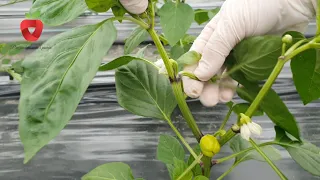 How to properly shape a pepper stalk