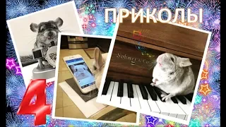 Лучшие приколы про ШИНШИЛЛ! Смешные ШИНШИЛЛЫ! Funny chinchillas❤#4