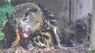 Kasssikakkk Eagle Owl Hanna is feeding her owlet & eating~1:33 p.m. 2024/04/27