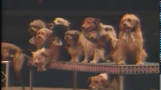 Mike Randall Feature ~ Circus Dogs