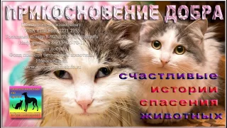 Спасли умирающего котенка в приюте Дари добро rescue animals at the shelter "Dari dobro" Novosibirsk