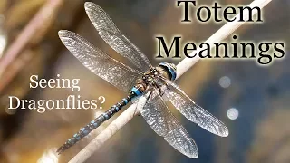 The Meaning of Seeing Dragonflies: Animal Totems: Dragonfly Symbolism