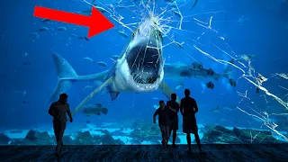 Why NO Aquarium In The World Can Hold A Great White Shark