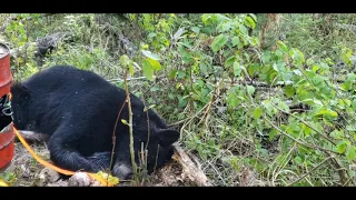 2020 my first spring bear