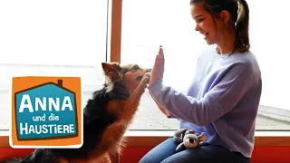 Schulhund Lunka im Einsatz | Information für Kinder | Anna und die Haustiere