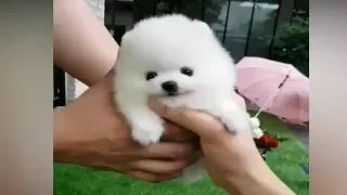 Pomeranian Puppies Cute dogs and Funny Dogs Videos for animal lover